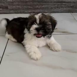 Muffin - Tricolor male Shih Tzu puppy in Azusa, California from RJ Shih Tzu lover