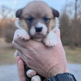 Tundra - Red female Pembroke Welsh Corgi puppy in Columbus, Ohio from Rose Water Corgis in Ohio