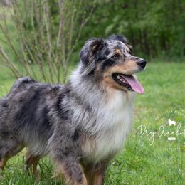 Navy - Australian Shepherd