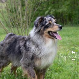 Navy - Australian Shepherd