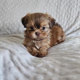 Shih Tzu puppies from Whitney's Shih Tzus