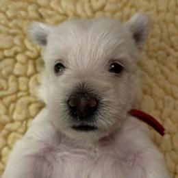 Red Collar - Wheaten male Scottish Terrier puppy in Chandler, Arizona from Azscotties.com