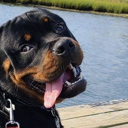 Rottweilers from Vom Haus Bradford