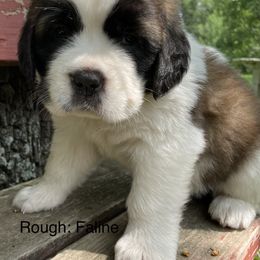 Saint Bernard Puppies from Mount Krumpit Saints
