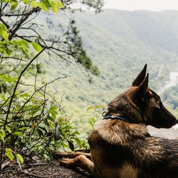 Belgian Malinois, Dutch Shepherd, and German Shepherd Puppies from Stay Wild K9