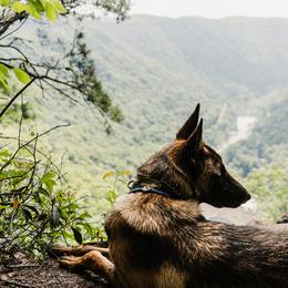 Belgian Malinois, Dutch Shepherd, and German Shepherd Puppies from Stay Wild K9