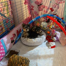 Yorkshire Terrier Puppies from Lightsome Yorkies