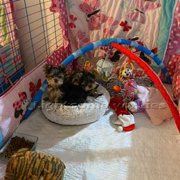 Yorkshire Terrier Puppies from Lightsome Yorkies