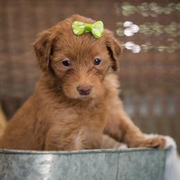 "Green Girl Breeze" Australian Labradoodle Puppies from Forever Friends Labradoodles