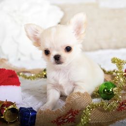 Brendan - Cream and white male Chihuahua puppy in Orlando, Florida from Destiny Chihuahuas