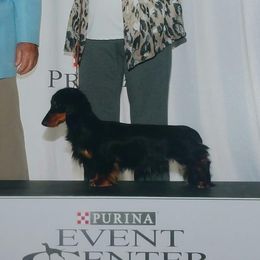 Paxton - Dachshund