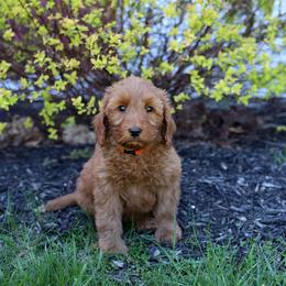 Reed - Red male Australian Labradoodle puppy in Williamstown, New York from Lewis Manor Labradoodles