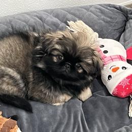Full AKC Charlotte - Fawn sable female Pekingese puppy in Pennsylvania from Triple I Pekes