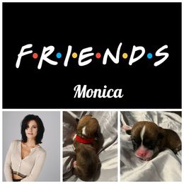 Girl 2 - White and red Pembroke Welsh Corgi puppy in Athens, Alabama from Southern Sass Corgis