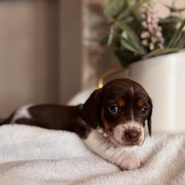 Autumn - Piebald female Dachshund puppy in Jacksonville, Florida from Florida Dippin’ Dachshunds & Aussiedoodles