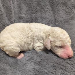 Girl 1 - Parti female Goldendoodle puppy in La Junta, Colorado from Double J’s Doodles