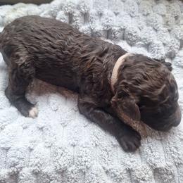 Bear - Brown male Poodle puppy in Lookout, California from Rossiter Poodles