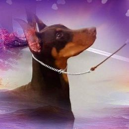 Doberman Pinschers from LaBella Dobermans