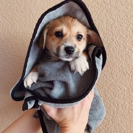 Pembroke Welsh Corgi Puppies from Sully's Corgis