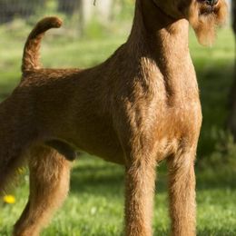 Irish Terriers from Kelly's Irish Terriers