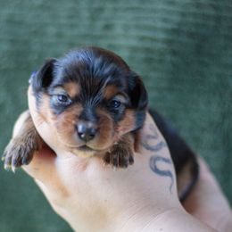 Dragon - Black tri female Miniature American Shepherd puppy in Olive Hill, Kentucky from SaturnMoon MAS & BC