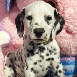 Dalmatian Puppies from Mid-Michigan Dalmatians