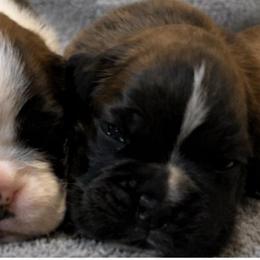 OAKLEY (Pictured Right) - Brindle male Boxer puppy in Moore, South Carolina from Lafayette Bulldogs & Boxers