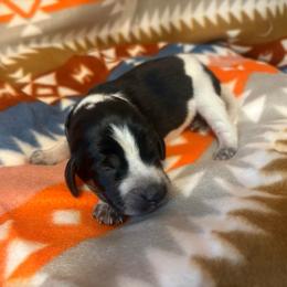 Hunter - Blue ticked and tan male Bluetick Coonhound puppy in Mount Pleasant, Texas from Harmons Hounds