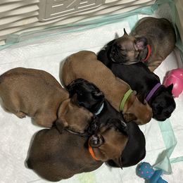 French Bulldog Puppies from Fishie's Frenchies