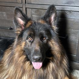 Bianka - German Shepherd
