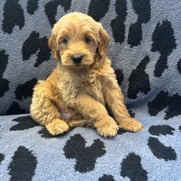 Latte - Apricot male Goldendoodle puppy in Warren, Michigan from Annette Patterson
