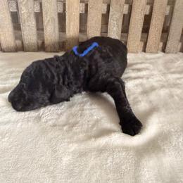 Thunder - Black male Goldendoodle puppy in Luana, Iowa from Country View Bernedoodles and Goldendoodles