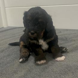 Aussiedoodle, Companion Cross, Poodle, and Yorkipoo Puppies from Teakwoodpoodleofsocal