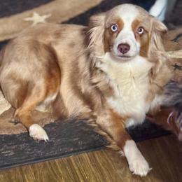 Minnie - Toy Australian Shepherd