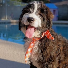 Mini Carnations - Tri-color Bernedoodle puppy in Mesa, Arizona from Cookies and Cream Doodles