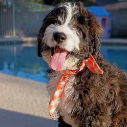 Mini Carnations - Tri-color Bernedoodle puppy in Mesa, Arizona from Cookies and Cream Doodles