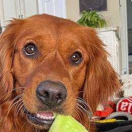 River - Golden Retriever