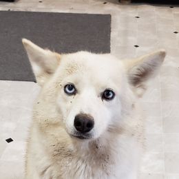 Tika - Pomsky