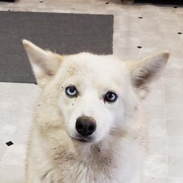 Tika - Pomsky