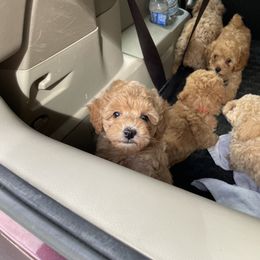 Australian Shepherd and Poodle Puppies from The Mason Farm