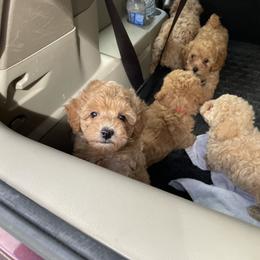 Australian Shepherd and Poodle Puppies from The Mason Farm