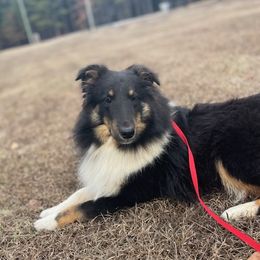 Ace - Shetland Sheepdog
