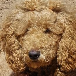 Penny - Poodle