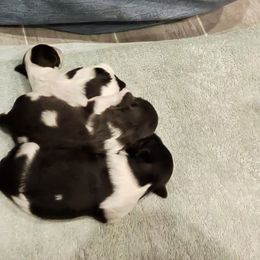 Havanese from Cornerstone Creek Farm