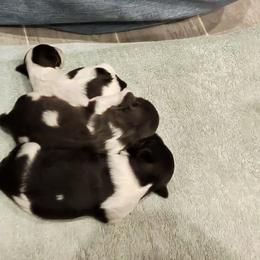 Havanese from Cornerstone Creek Farm