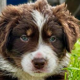 Saddie~ very lovable/ sale pricing - Red tri-color Australian Shepherd puppy in Ramona, California from Blue Moon Aussies