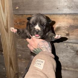 Girl 1 - Agouti and white female Siberian Husky puppy in Iron River, Wisconsin from Wiemeri Siberians
