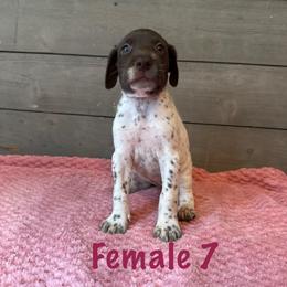 Ginger - Liver and white female German Shorthaired Pointer puppy in Axton, Virginia from Red Clay Kennels