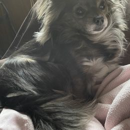 Isabella Blue - Chihuahua