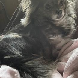 Isabella Blue - Chihuahua